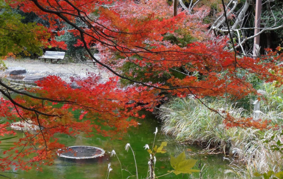 Fall Foliage tour at Kanazawa Natural Park